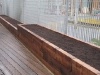 Raised youth centre vegetable patch